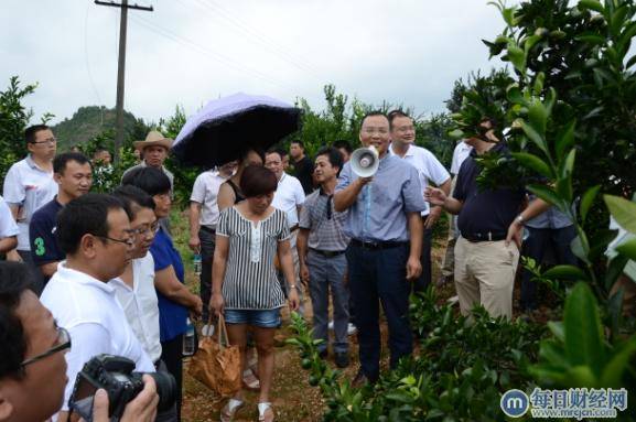江西南丰3万亩蜜桔增收6千万 抚州推广无害化病虫防治