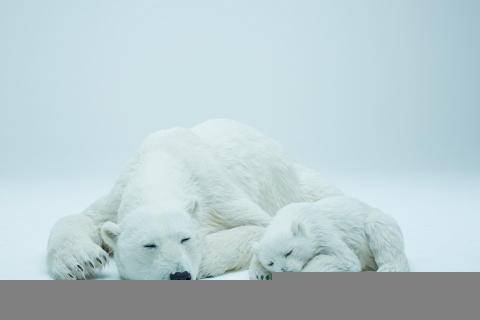 “可以购买的北极熊”动物美术造型「Animals As Art」首波发售：亲子北极熊