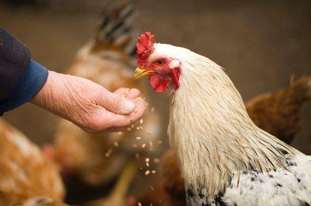 2020年养鸡上半年行情怎么样？提供明年鸡价预测供养殖户参考