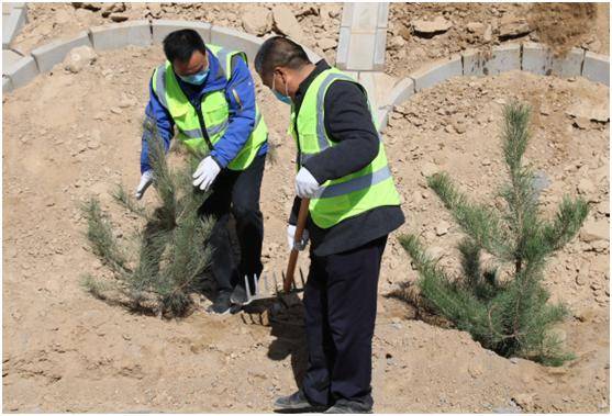 员工为新栽种的树做好防风沙的保护措施