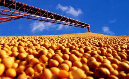 深耕大豆产业 推动品牌升级，“九三大豆”品牌价值突破50亿元