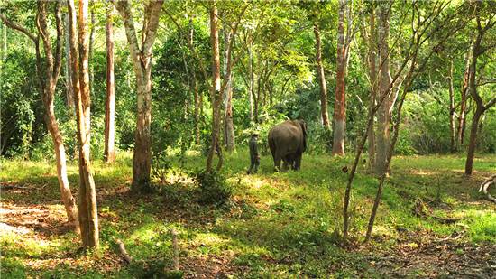 去雨林深处，听大象长吟，自然纪录片《寻象》正式上线！