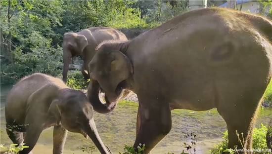 去雨林深处，听大象长吟，自然纪录片《寻象》正式上线！